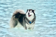 husky-1-1