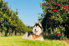 husky-2-1