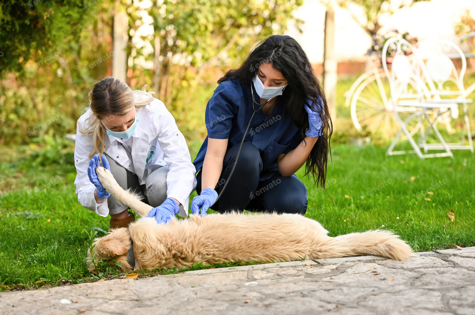 How to Care for Injured Strays Safely